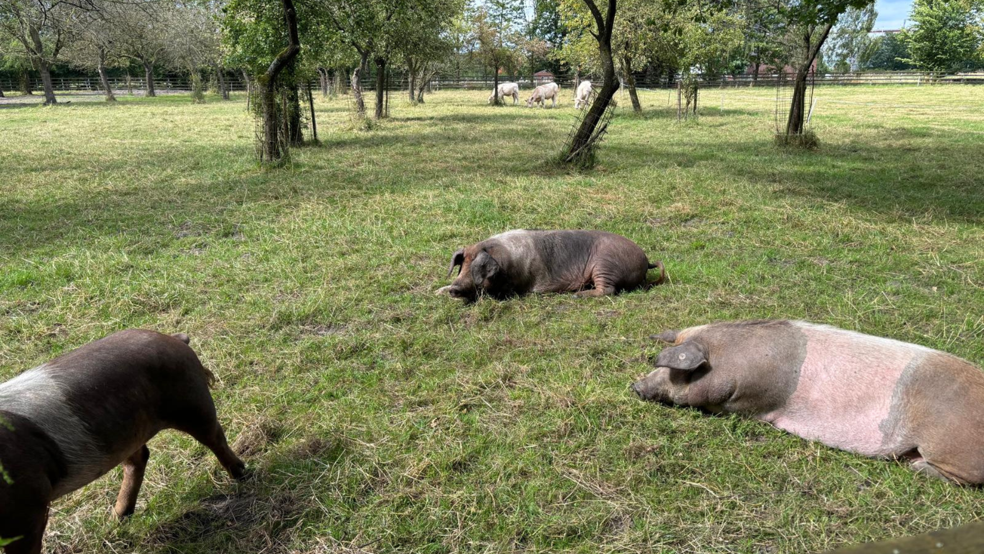 image_Pig_1